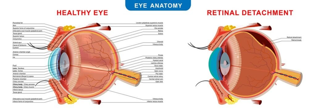 Какие функции выполняет нормальный, здоровый глаз человека? В статье описывается схема строения глаза.