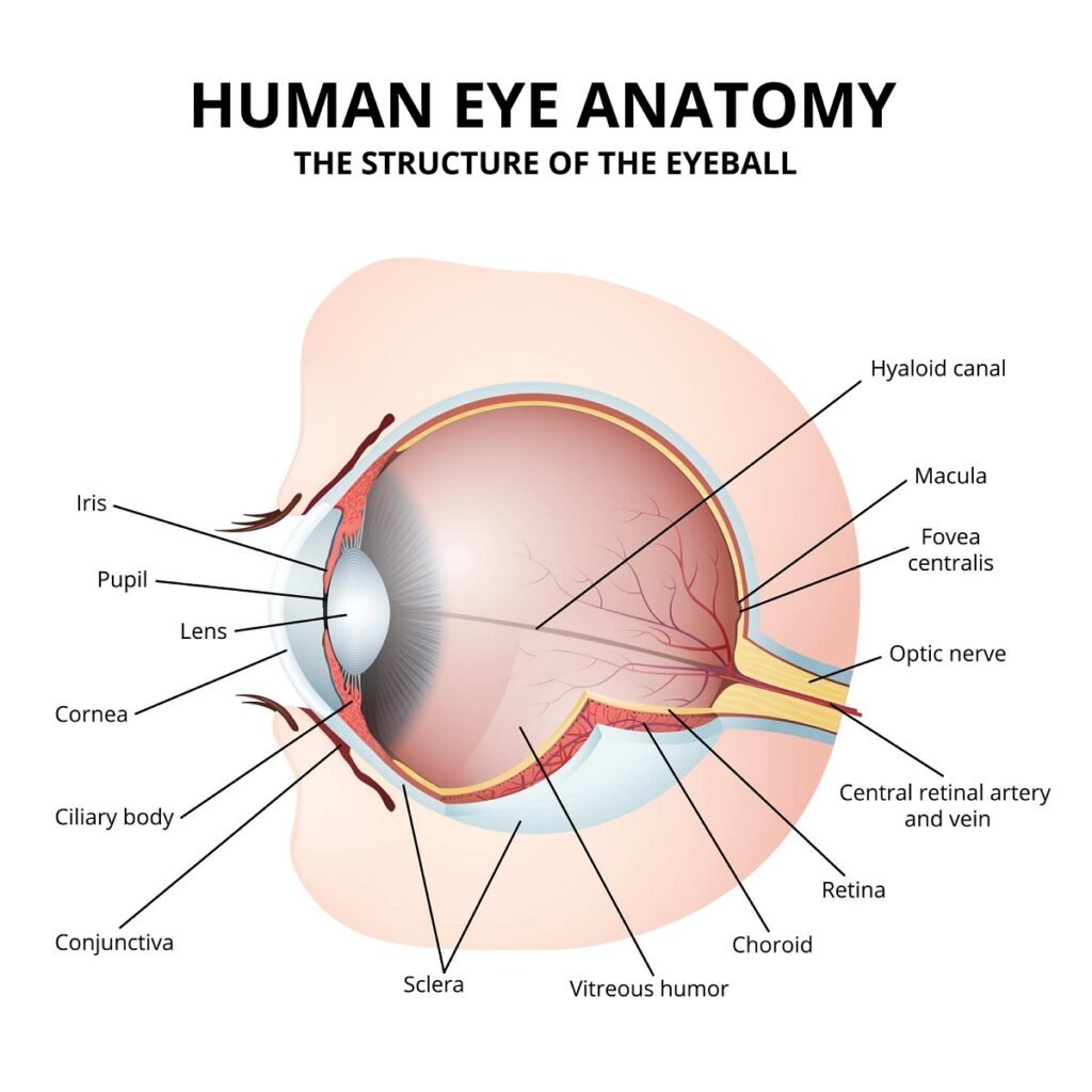 Строение глазного яблока: оболочки глаза. Глазное яблоко имеет шарообразную (но не идеальную) форму. Значительная часть его объёма — это жидкие или гелеобразные компоненты, находящиеся под давлением (внутриглазное давление), поэтому снаружи глазное яблоко покрыто несколькими оболочками.